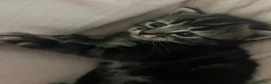 Domestic Shorthair 1