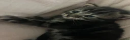 Domestic Shorthair cats for sale: 🐾 Beautiful Tabby Kittens - £300 each  in Shoreham-by-Sea - Advert 3
