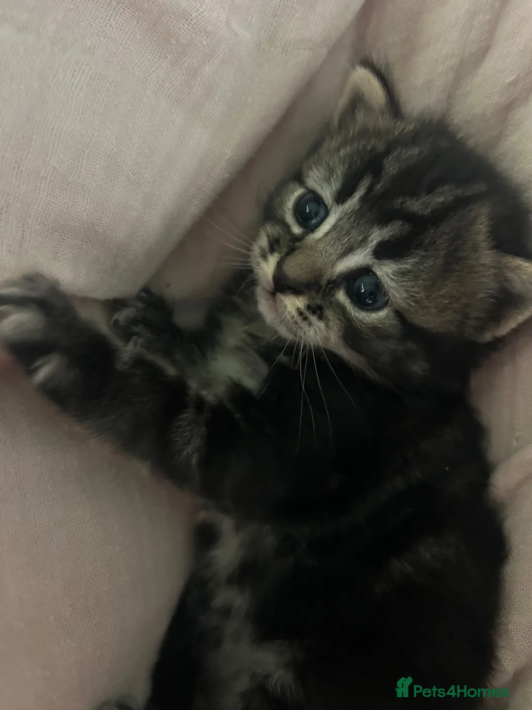 Domestic Shorthair cats for sale: 🐾 Beautiful Tabby Kittens - £300 each  in Shoreham-by-Sea - Advert 3