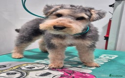 Lakeland Terrier dogs for sale: Lakeland terrier  - Image 6