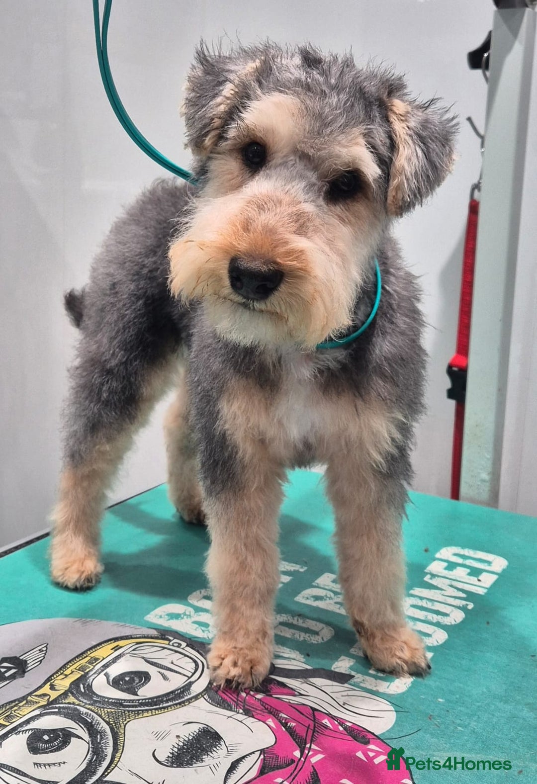 Lakeland Terrier dogs for sale: Lakeland terrier  - Image 6