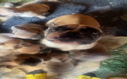 French Bulldog dogs for sale: Ready now!!! Rainbow litter - Image 8