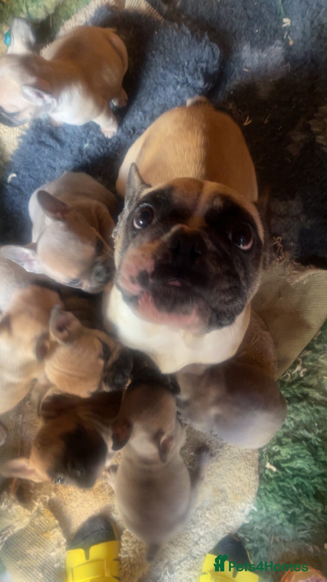 French Bulldog dogs for sale: Ready now!!! Rainbow litter - Image 8
