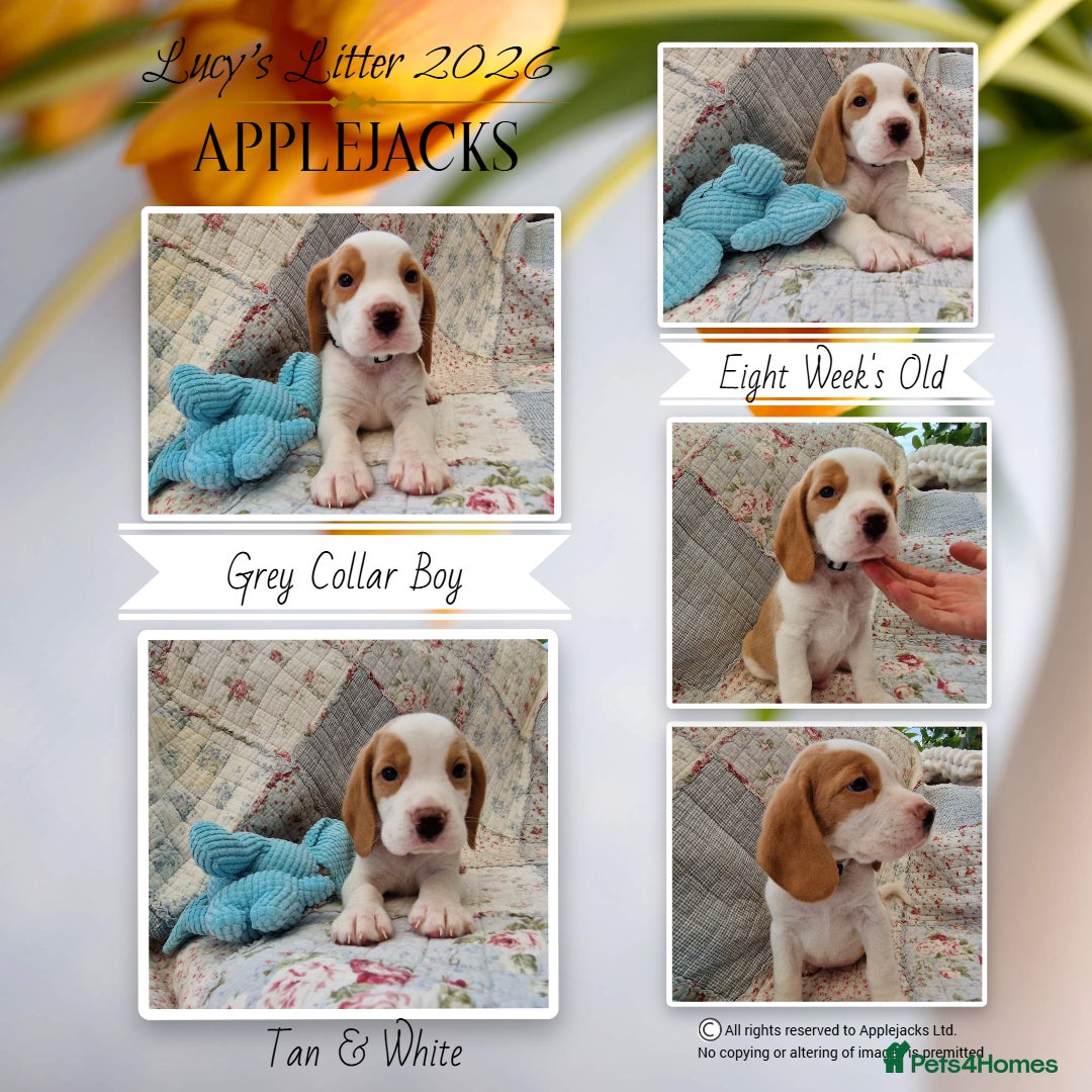 Beagle dogs for sale: Pedigree Champion bred Beagle puppies.  - Advert 2