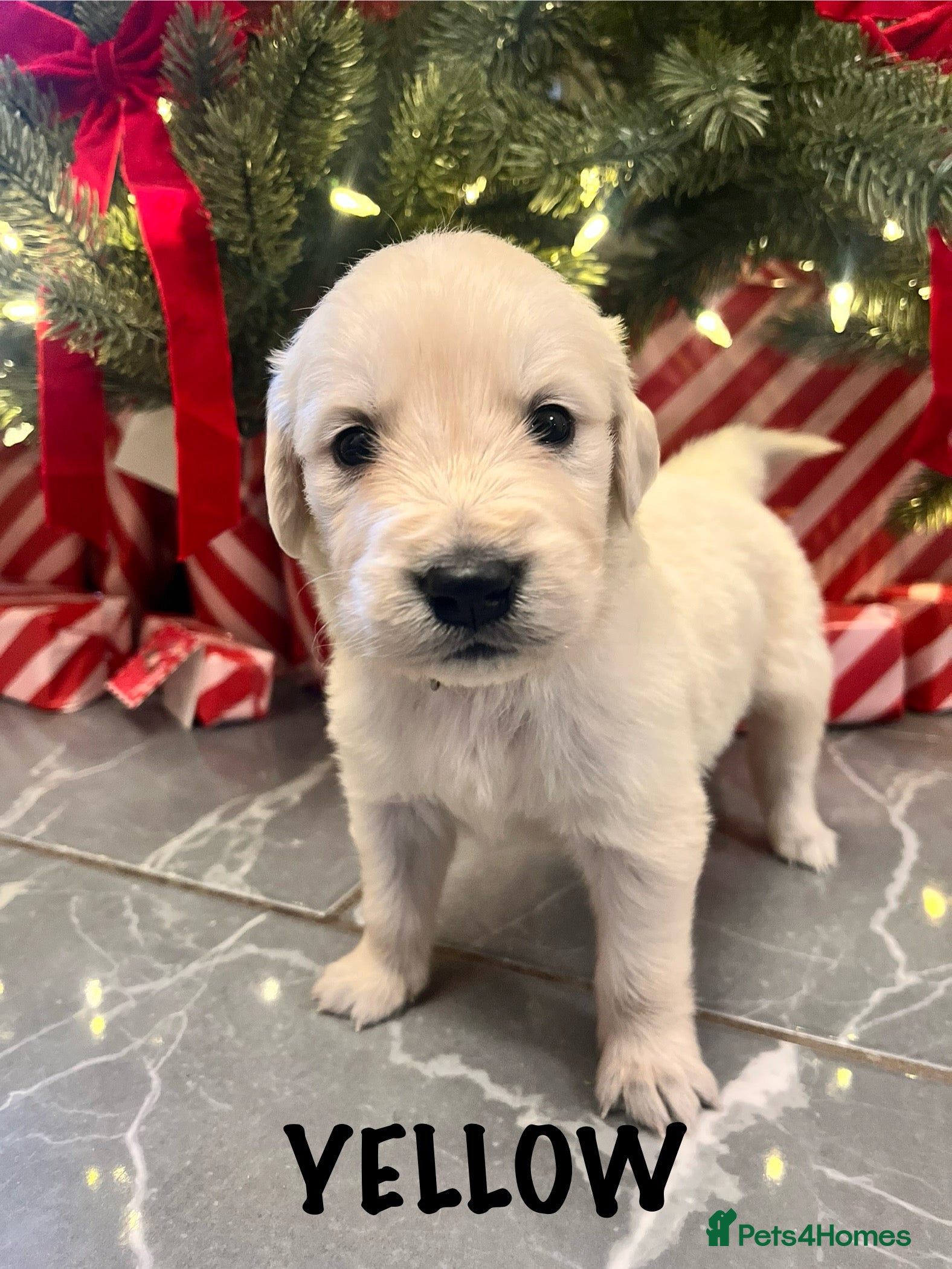 Golden Retriever dogs LAST ONE! KC REG CHUNKY GOLDEN RETRIEVER BOYS  - Advert 2