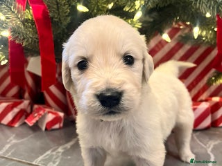 Golden Retriever dogs LAST ONE! KC REG CHUNKY GOLDEN RETRIEVER BOYS - Advert 4