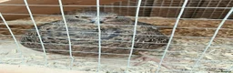 Quail poultry for sale: Gorgeous 8 week old corturnix quail  - Advert 9
