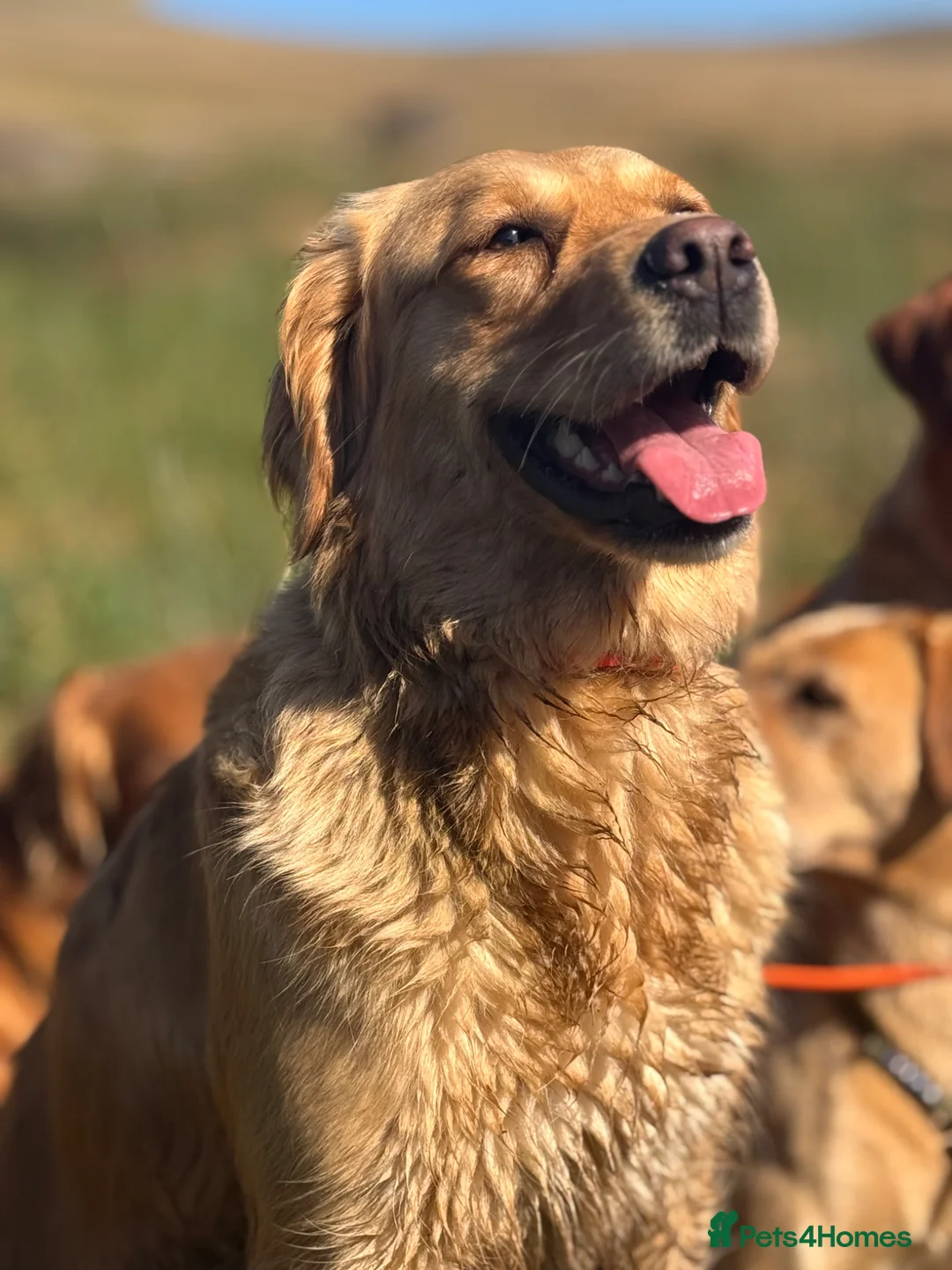 Golden Retriever dogs for sale: Golden retriever puppies  - Advert 7