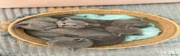 Russian Blue cats for sale: TICA Registered Russian Blue Kittens - Advert 12