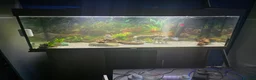 Cichlids fish for sale: 5 x frontosas with tank and full set up - Advert 5