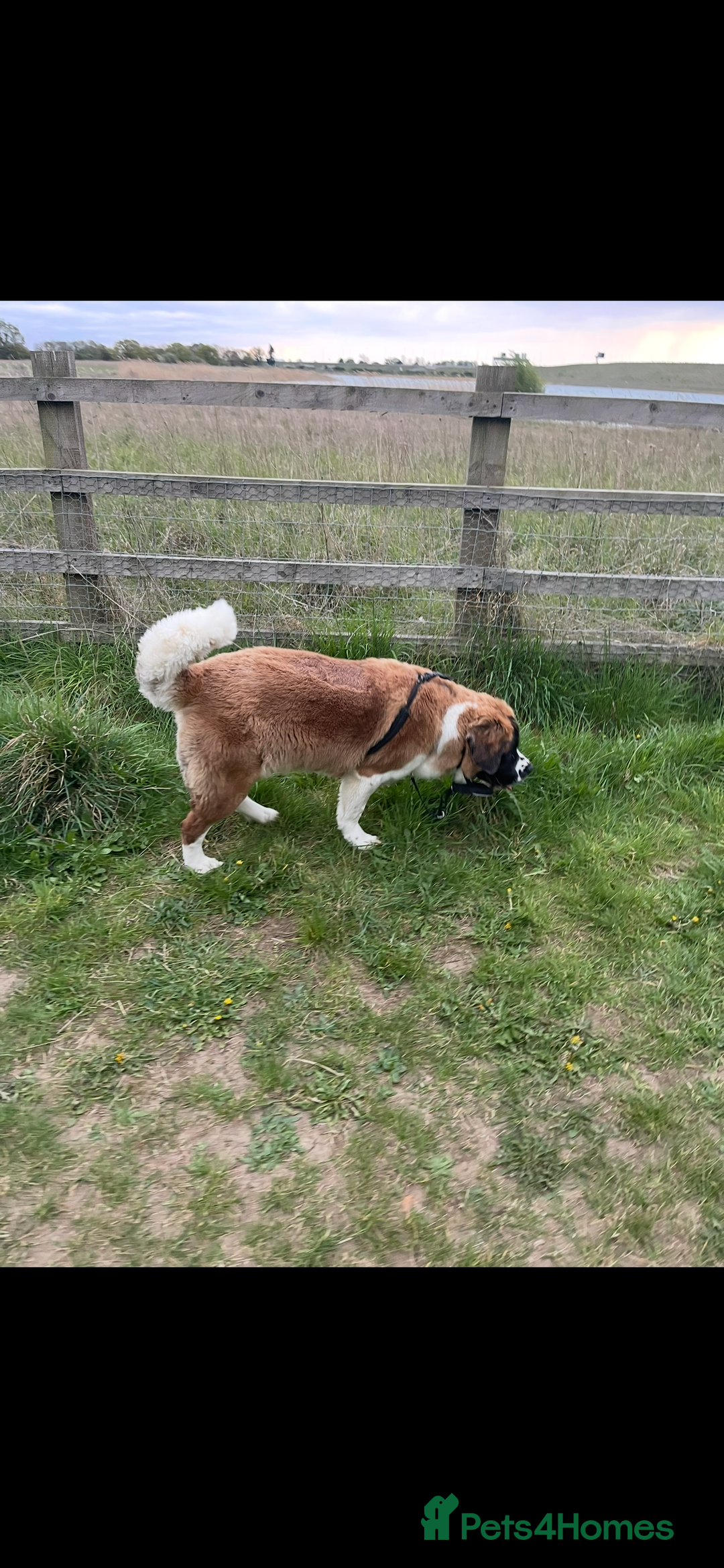 Saint Bernard dogs for sale: Saint Bernard female for rehoming - Advert 7