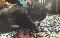 Mixed Breed cats for sale: Kittens for sale — £50 each - Image 9