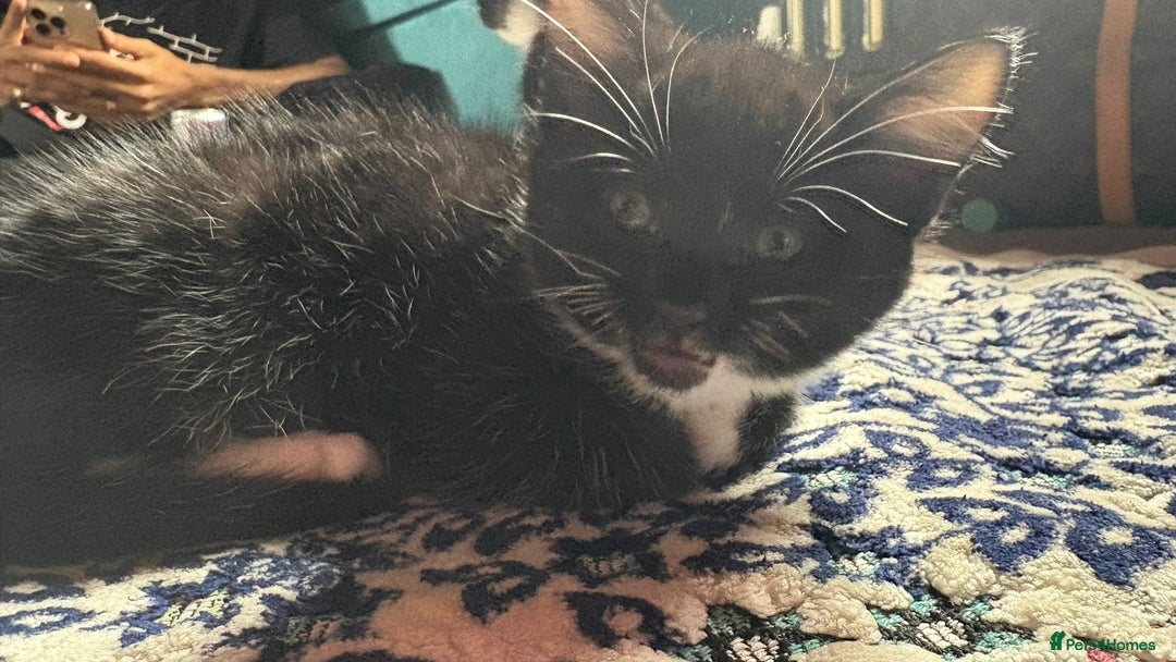 Mixed Breed cats for sale: Kittens for sale — £50 each - Image 9