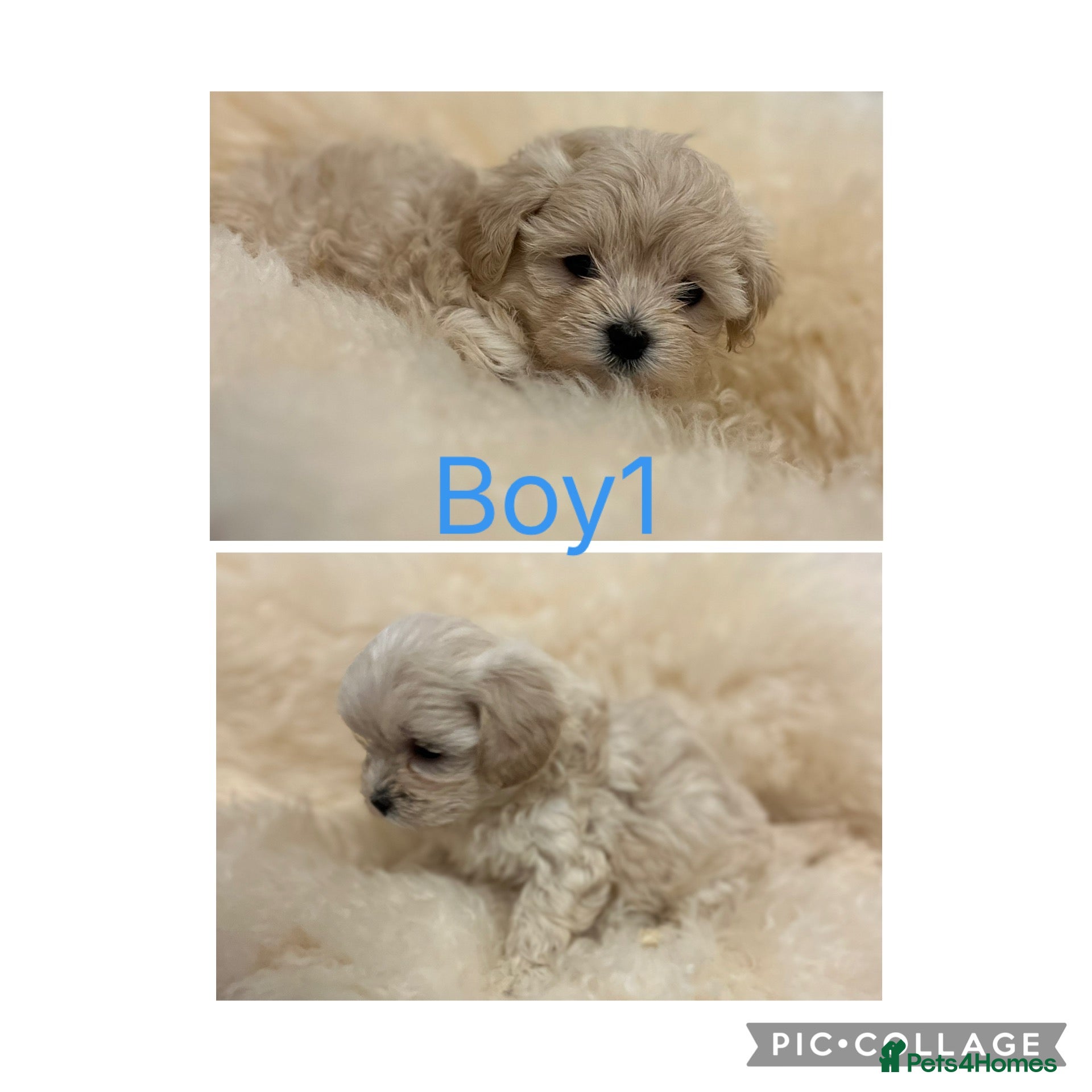 Maltipoo dogs for sale: TOY/KOREAN MALTIPOOS kc reg parents last boy  - Advert 2