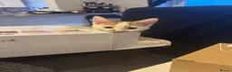 Mixed Breed cats for sale: White and ginger male  in Rotherham - Advert 3