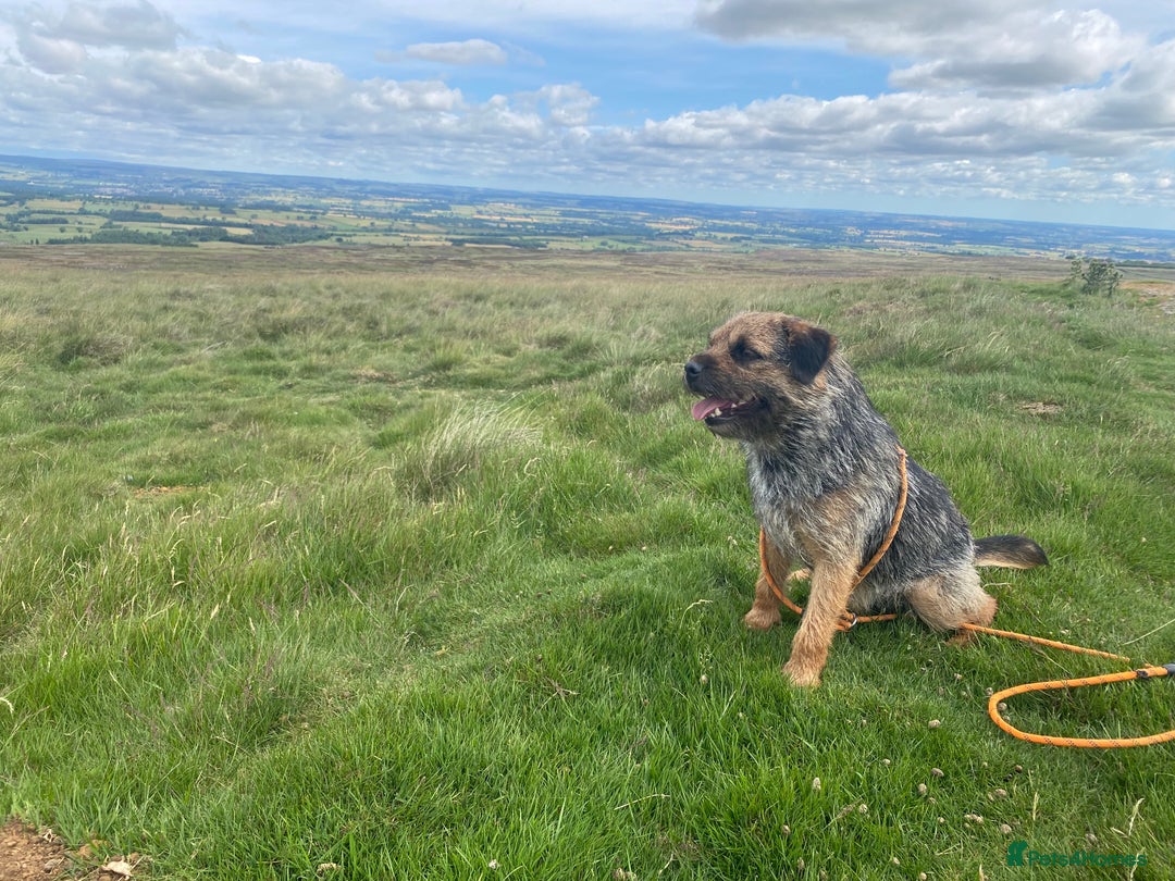 Border Terrier dogs for stud: Benji, boarder terrier stud dog  - Image 2