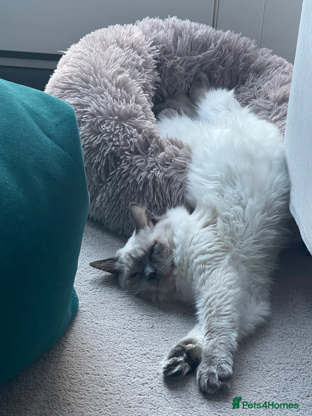 Ragdoll cats for sale: GCCF Bluepoint Ragdoll boy, 9 months, non-active - Advert 5