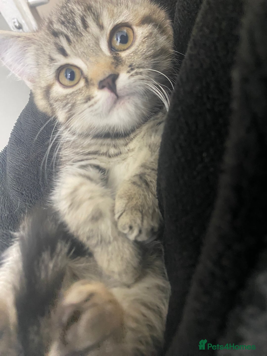 Scottish Fold cats for sale: Cute grey Scottish fold kitten - Advert 5