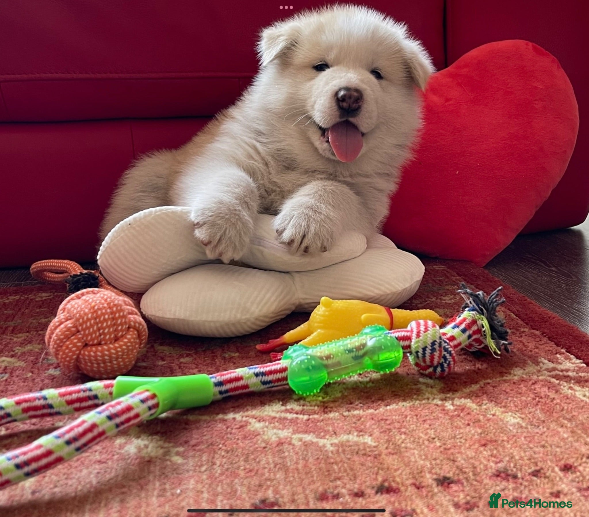 Alaskan Malamute dogs Rare big pure Alaskan Malamute pups - Advert 1