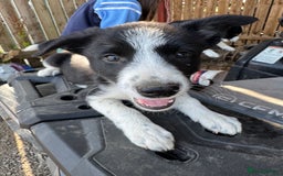 Border Collie dogs for sale: 3 males left .. female now sold! - Image 18