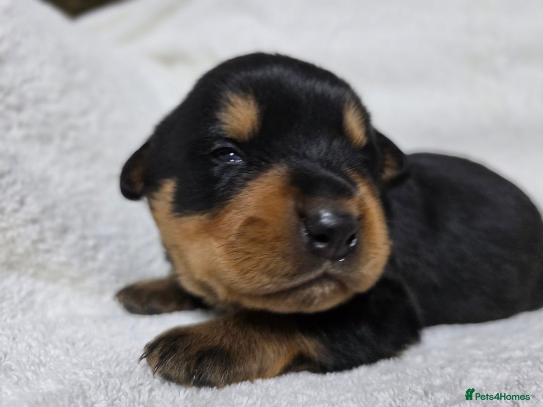 Rottweiler dogs for sale: Chunky, Strong, Loyal & Pure Rottweiler Puppies - Advert 12