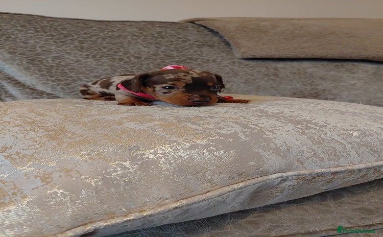 Miniature Dachshund dogs - Advert 11