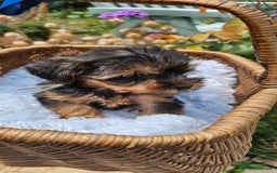 Yorkshire Terrier dogs for sale:  Yorkshire Terrier Puppies - Hampshire  - Image 3