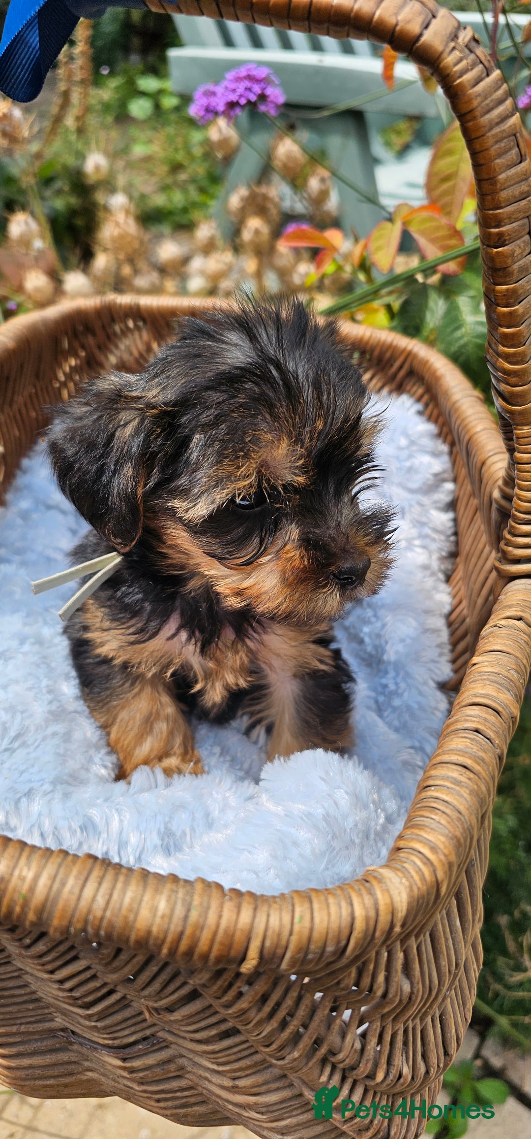 Yorkshire Terrier dogs for sale:  Yorkshire Terrier Puppies - Hampshire  - Image 3