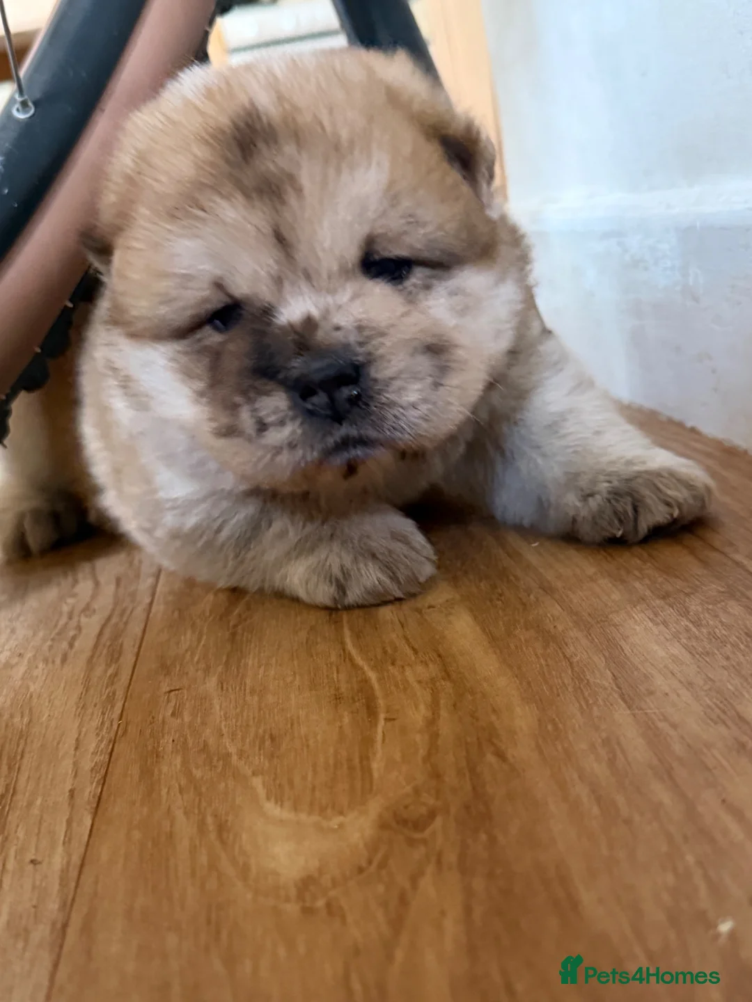 Chow Chow dogs for sale: Beautiful chow and Merle puppies. - Advert 2