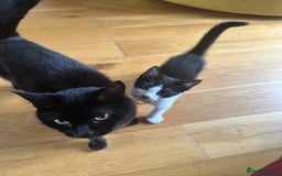 British Shorthair cats for sale: Male kitten available now - Image 3