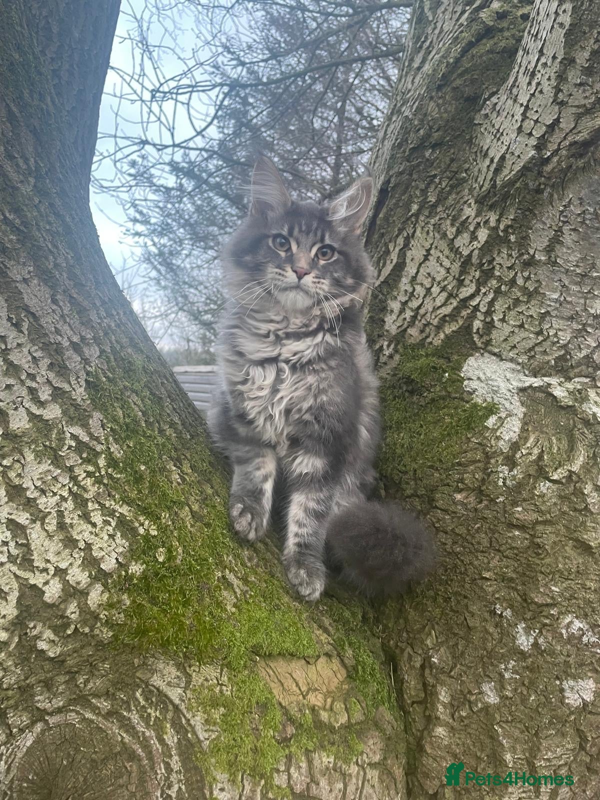 Maine Coon cats Stunning Maine Coon kittens - Advert 4