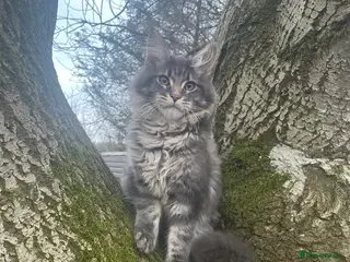 Maine Coon cats Stunning Maine Coon kittens - Advert 4