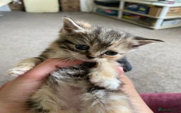 Persian cats for sale: Stunning half Exotic Persian kittens for sale.  - Image 12