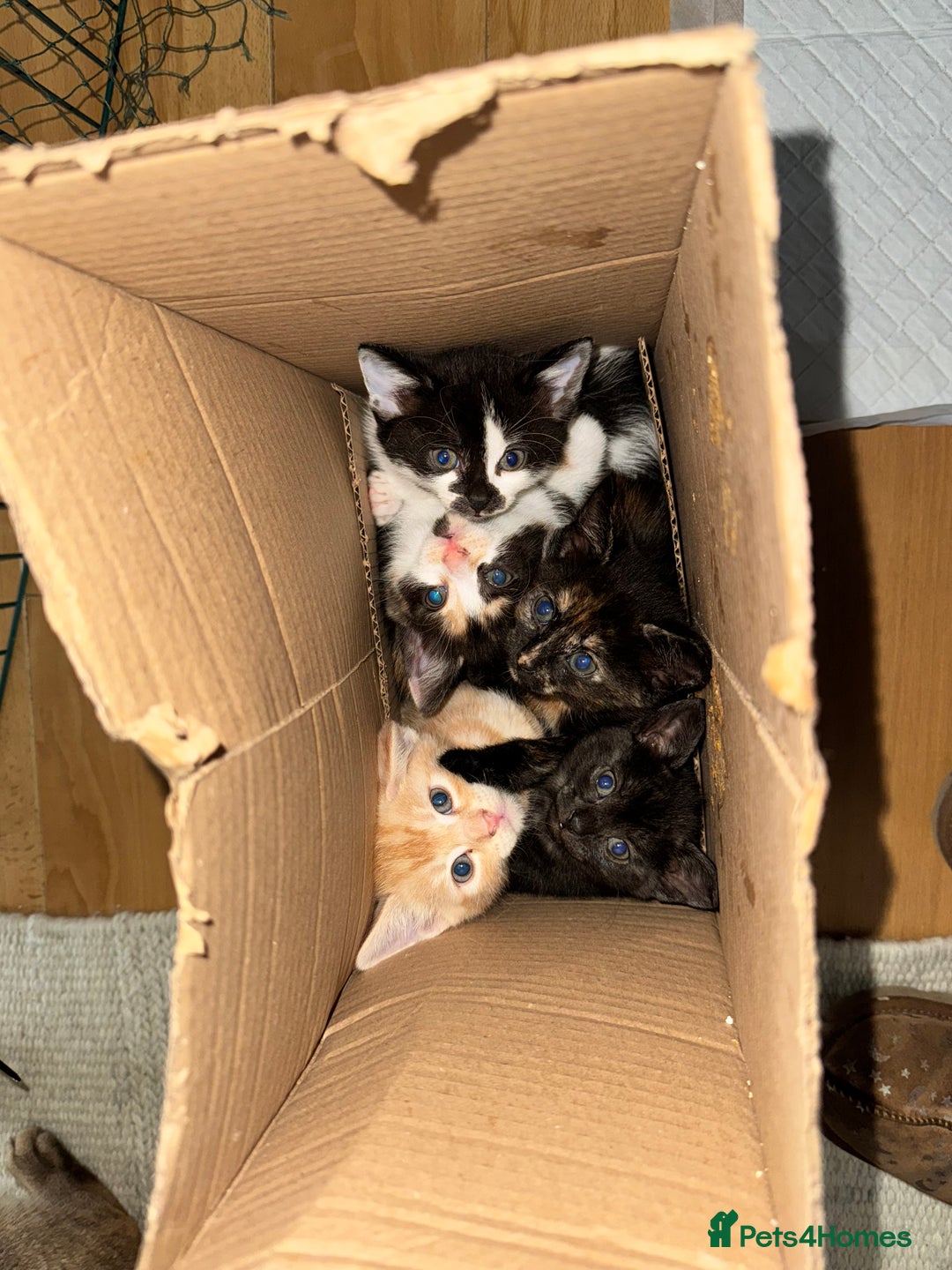 Bengal cats for sale: Bengal and British shorthair mix ginger kitten - Advert 17