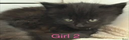 British Longhair cats for sale: Fluffy girl kittens  in Norwich - Advert 9
