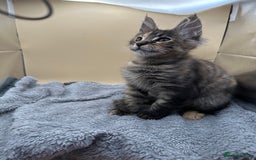 Maine Coon cats for sale: Xl mainecoon kittens full breed non reg  - Image 23