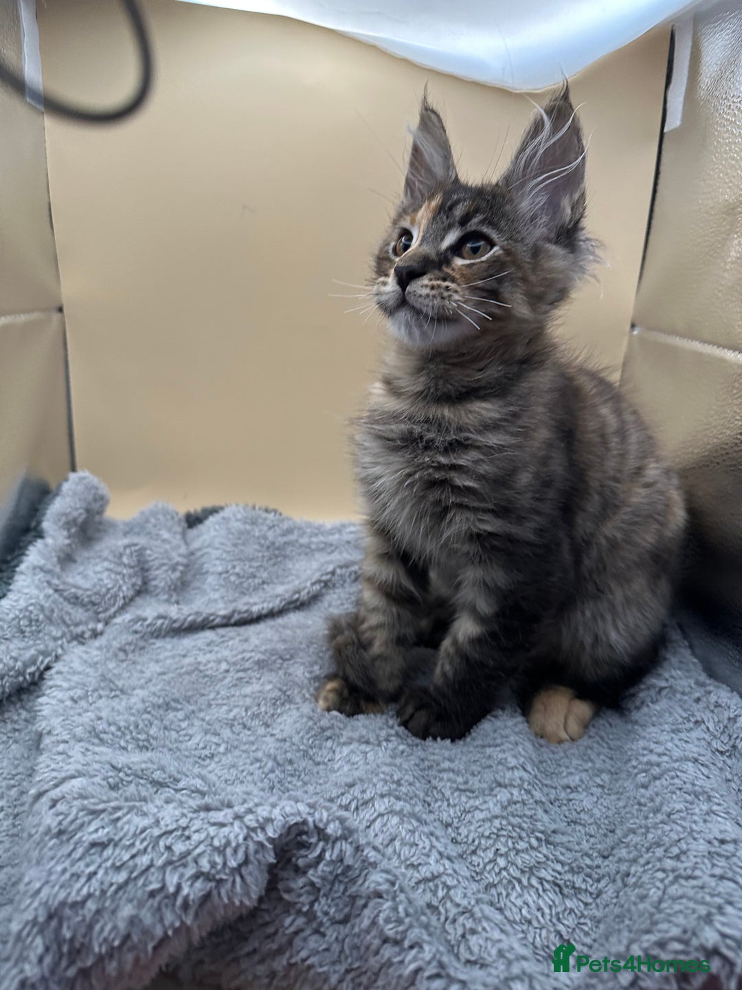 Maine Coon cats for sale: Xl mainecoon kittens full breed non reg  - Image 23