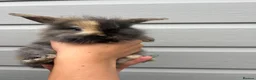 Mixed Breed rabbits for sale: Lionhead x Dwarf Lop double maned bunnies - Advert 3