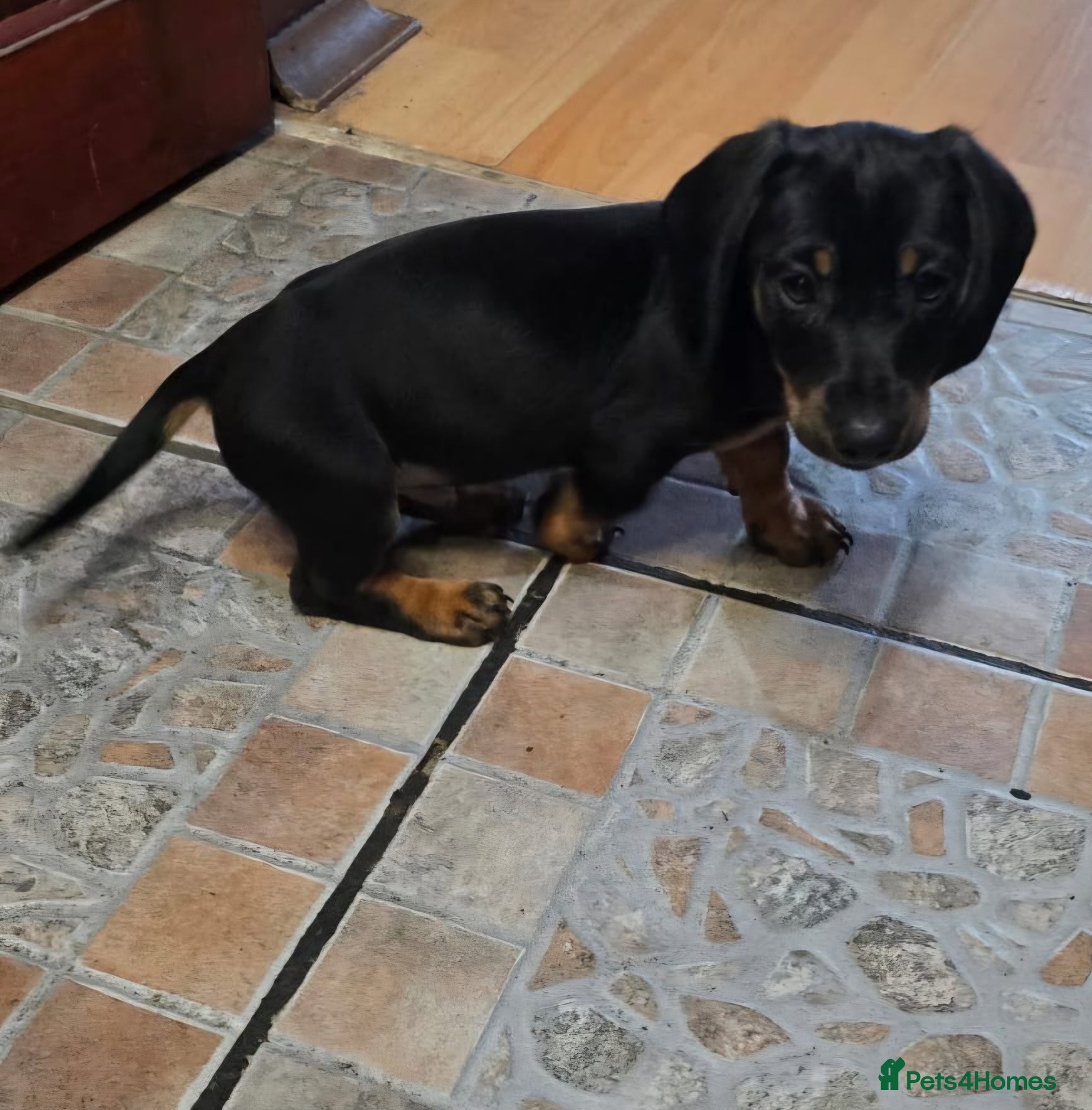 Dachshund dogs Mega cute half long haired dachshund puppies  - Advert 2