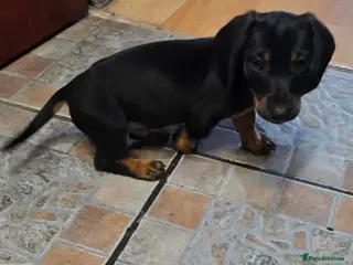 Dachshund dogs Mega cute half long haired dachshund puppies - Advert 2