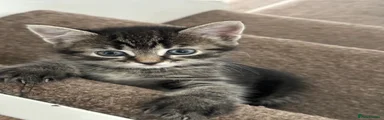 Mixed Breed Kitten 2