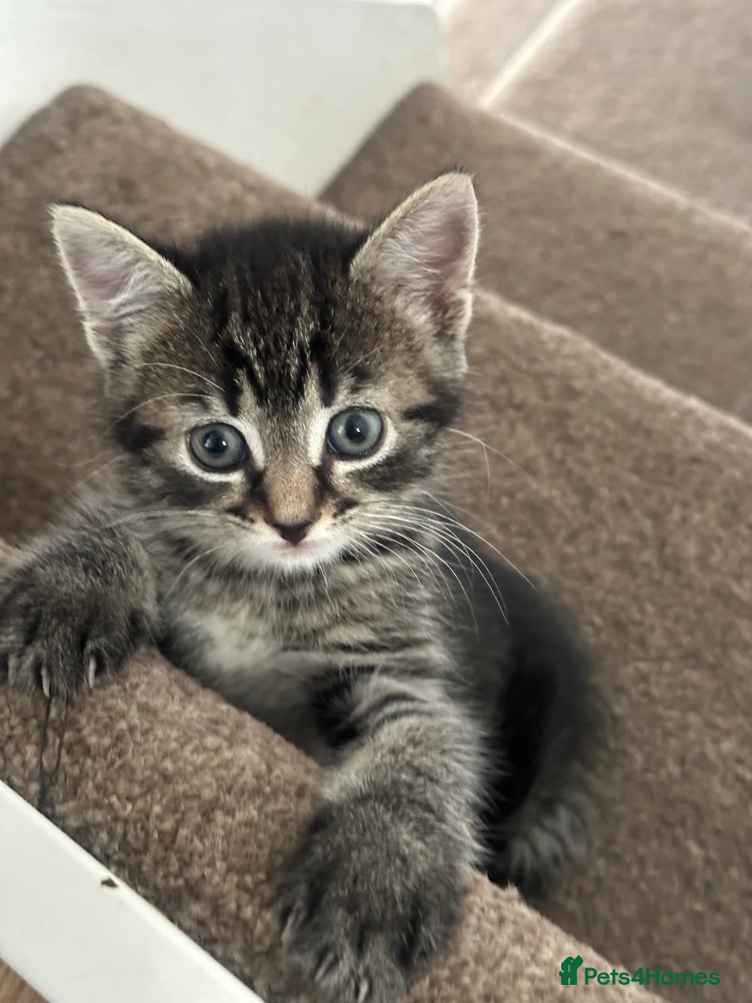 Mixed Breed cats for sale: Fluffy cute kittens in Manningtree - Advert 2