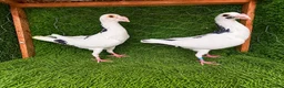 Pigeons birds for sale: Beautiful Quality Pigeons Healthy & Well Cared For - Advert 17