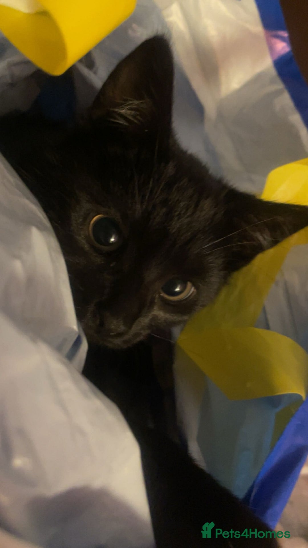 British Shorthair cats for sale: Beautiful kittens - Advert 3