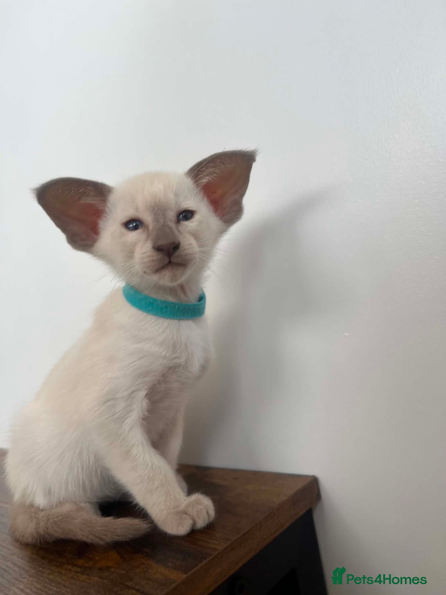 Siamese cats GCCF Registered Stunning Siamese Kittens  - Advert 11