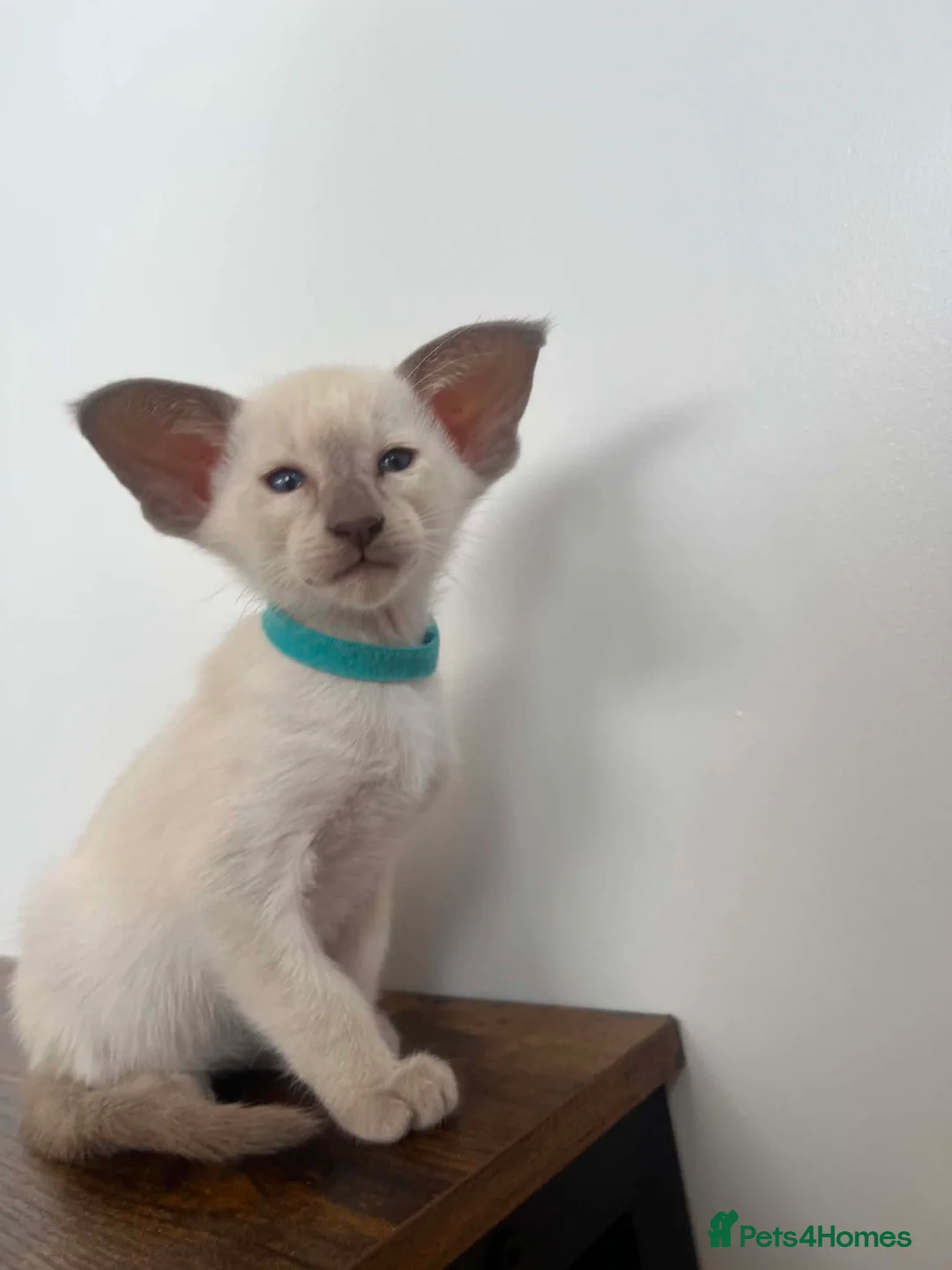 Siamese cats for sale: GCCF Registered Stunning Siamese Kittens  - Advert 1