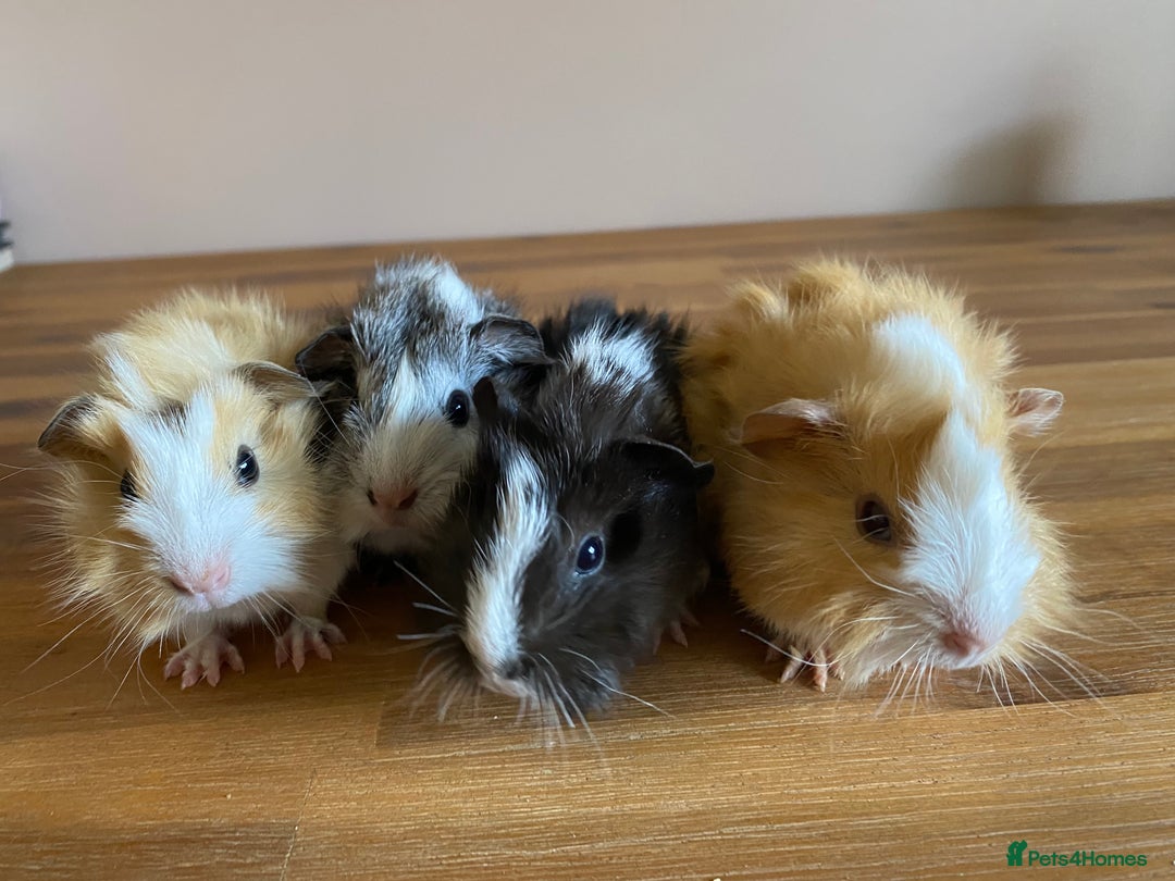 Guinea Pig rodents for sale: Male and Female Guinea Pigs - Image 5