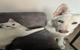 German Shepherd dogs for stud: Nika the shepsky for stud - Image 7