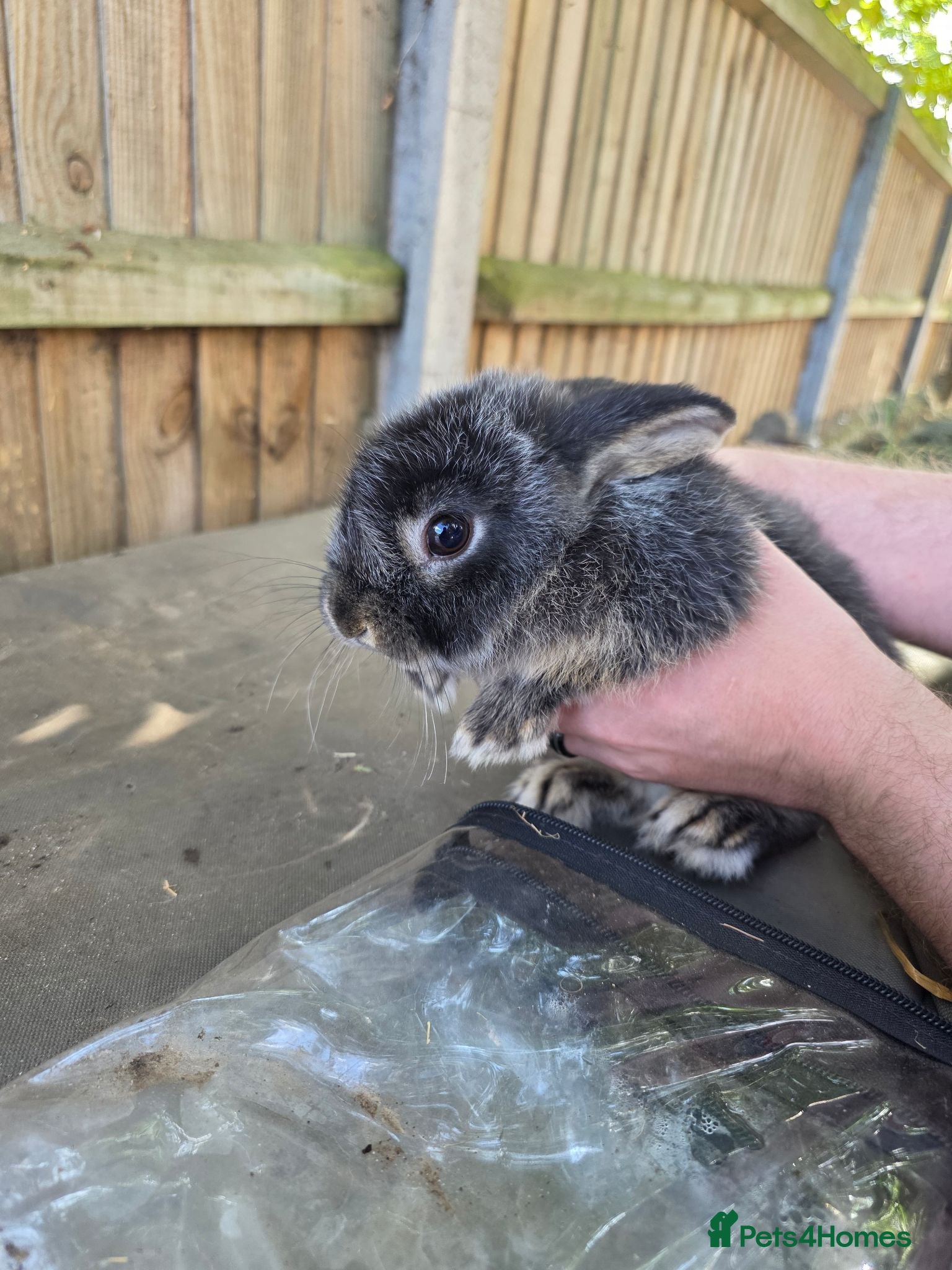 Mixed Breed rabbits Mutiple rabbits looking for forever homes - Advert 1