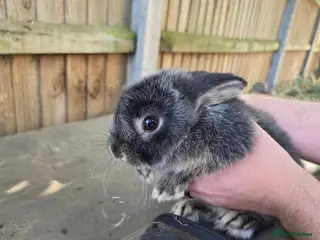 Mixed Breed rabbits Baby rabbits looking for forever homes - Advert 15